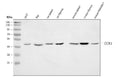 Anti-CCR4 Antibody Picoband®