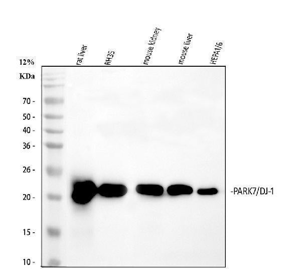 Anti-PARK7/DJ1 Antibody Picoband®