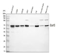Anti-SOX10 Antibody Picoband®
