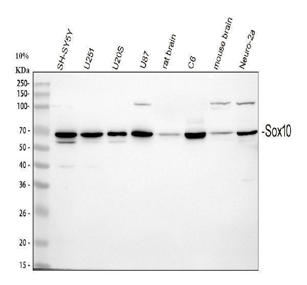 Anti-SOX10 Antibody Picoband®