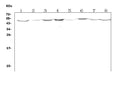 Anti-LOX 1/Olr1 Antibody Picoband®