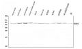 Anti-LOX 1/Olr1 Antibody Picoband®