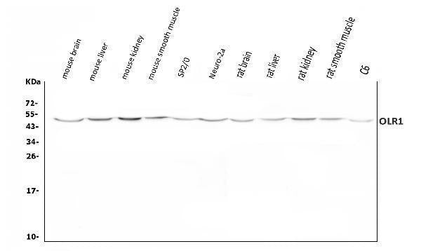 Anti-LOX 1/Olr1 Antibody Picoband®