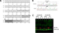 Anti-PAH Antibody Picoband®