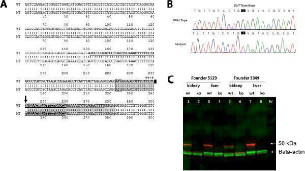 Anti-PAH Antibody Picoband®