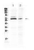 Anti-AMH Antibody Picoband®