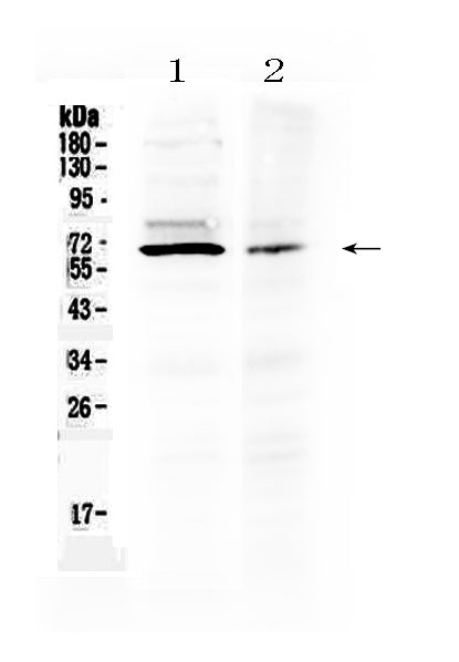 Anti-AMH Antibody Picoband®