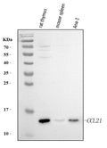 Anti-Ccl21 Antibody Picoband®