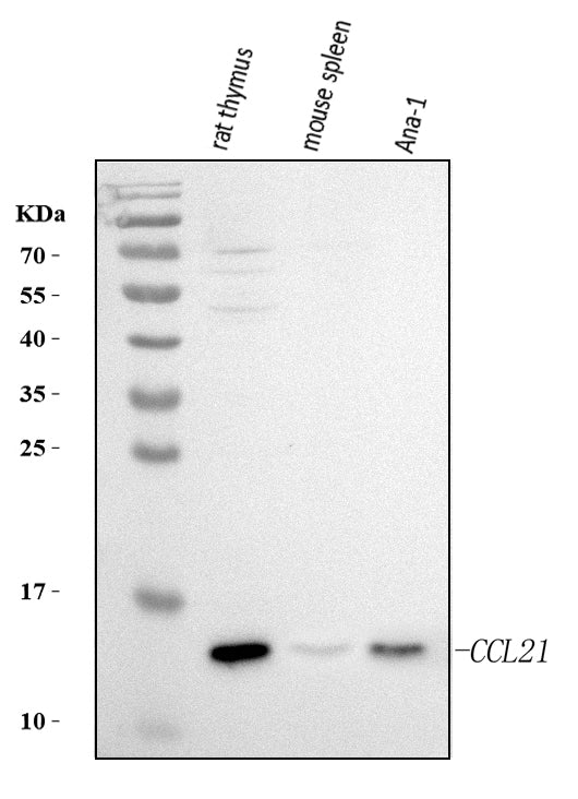 Anti-Ccl21 Antibody Picoband®