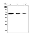 Anti-RBPJK/RBPJ Picoband® Antibody