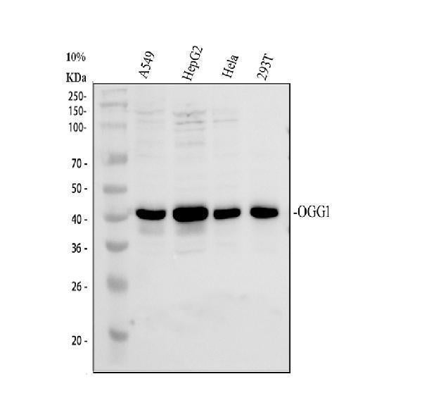 Anti-Ogg1 Antibody Picoband®