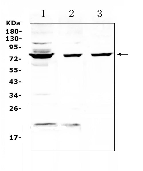 Anti-TLS/FUS Antibody Picoband®