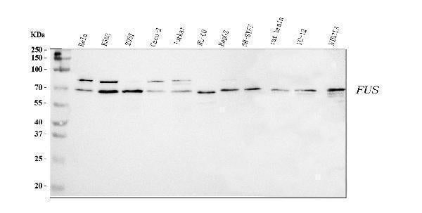 Anti-TLS/FUS Antibody Picoband®