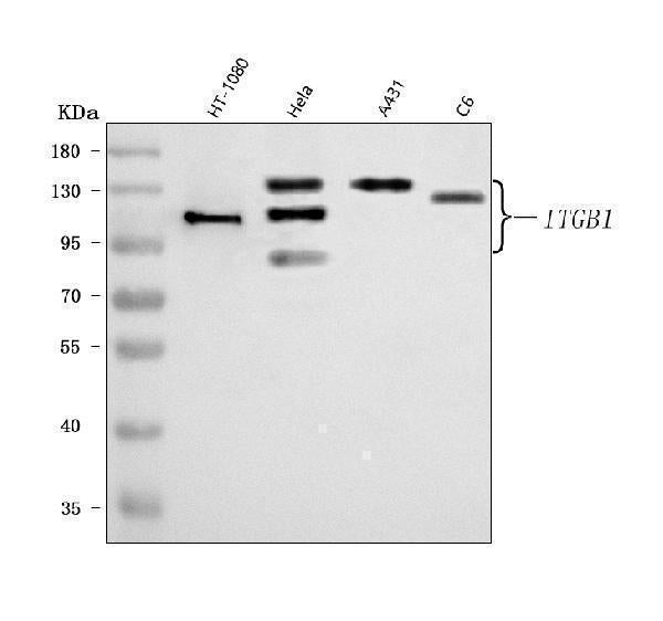 Anti-Integrin Beta 1/ITGB1 Antibody Picoband®