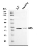 Anti-DAO Antibody Picoband®