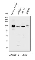 Anti-Bub1 Antibody Picoband®