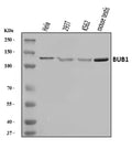 Anti-BUB1 Antibody Picoband®