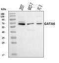 Anti-GATA6 Antibody Picoband®