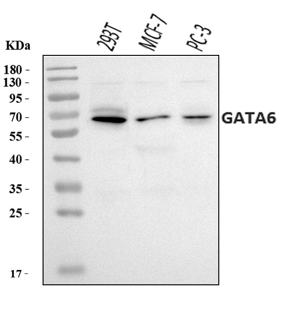 Anti-GATA6 Antibody Picoband®
