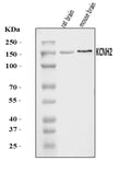 Anti-H-ERG/KCNH2 Antibody Picoband®