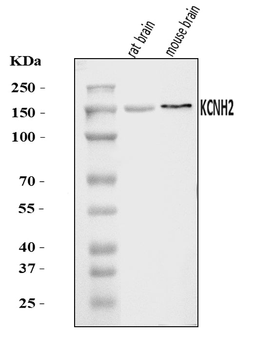 Anti-H-ERG/KCNH2 Antibody Picoband®