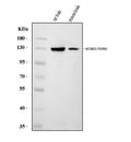 Anti-H-ERG/KCNH2 Antibody Picoband®