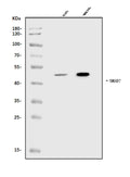 Anti-MADH7/SMAD7 Antibody Picoband®