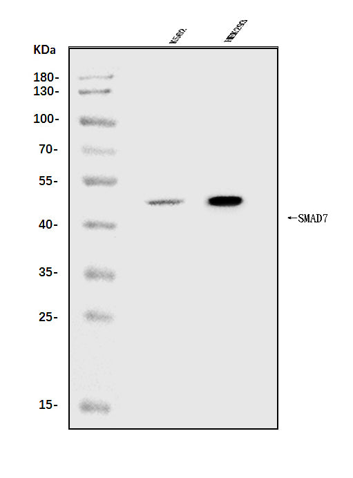 Anti-MADH7/SMAD7 Antibody Picoband®