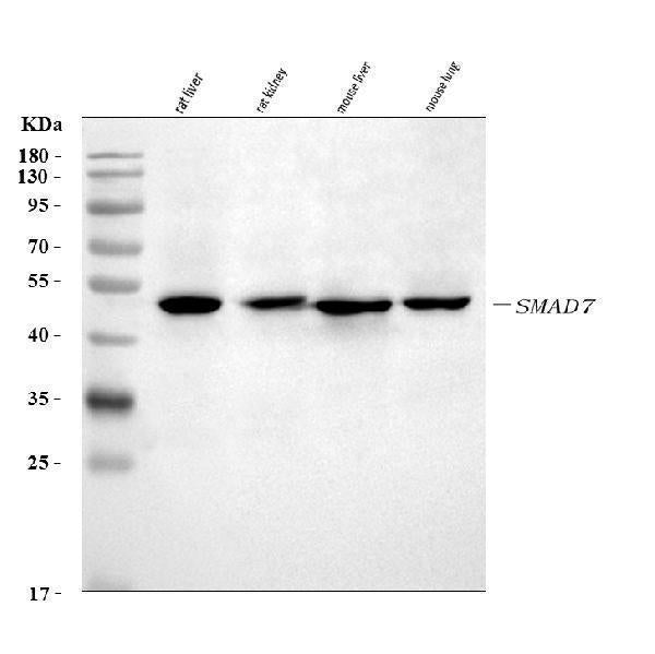 Anti-MADH7/SMAD7 Antibody Picoband®