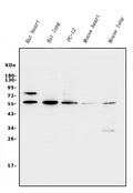 Anti-Xrcc4 Antibody Picoband®