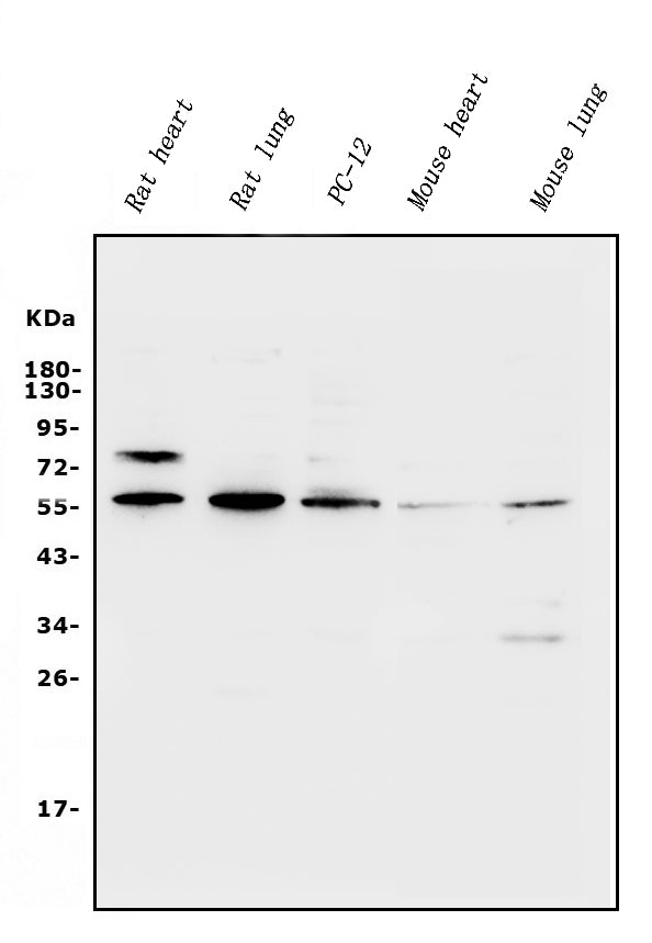 Anti-Xrcc4 Antibody Picoband®