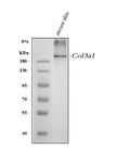 Anti-Collagen III/COL3A1 Antibody Picoband®