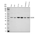Anti-GSK3 beta/GSK3B Antibody Picoband®