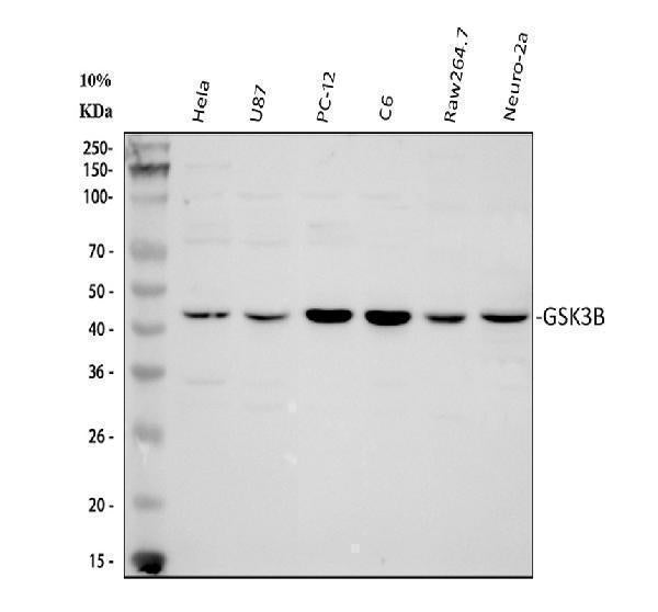 Anti-GSK3 beta/GSK3B Antibody Picoband®