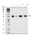 Anti-ERG Antibody Picoband®