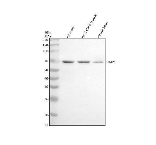 Anti-DMPK Antibody Picoband®