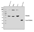 Anti-Presenilin 2/AD5/PSEN2 Antibody Picoband®