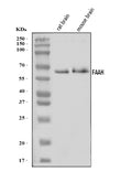 Anti-FAAH1/FAAH Antibody Picoband®