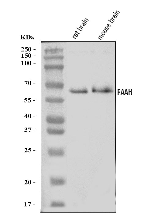 Anti-FAAH1/FAAH Antibody Picoband®