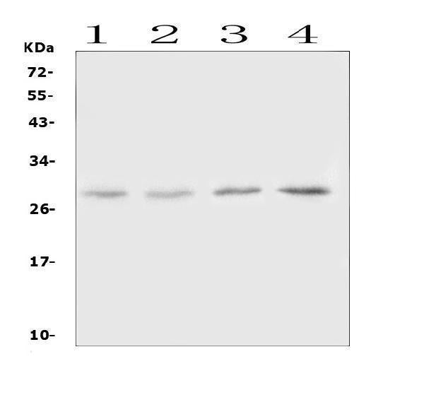 Anti-Oncostatin M/Osm Antibody Picoband®