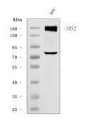 Anti-IRS2 Antibody Picoband®