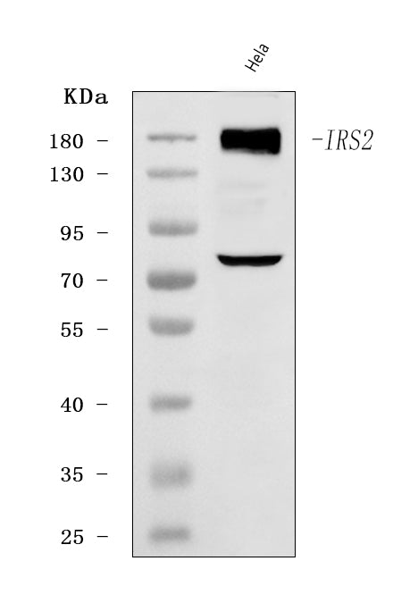 Anti-IRS2 Antibody Picoband®
