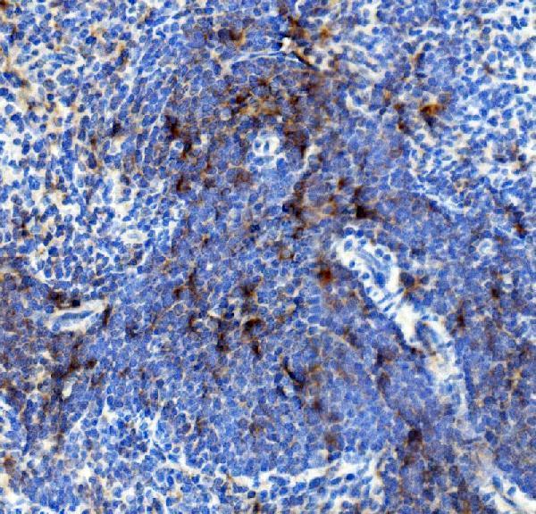 Anti-IL4R Antibody