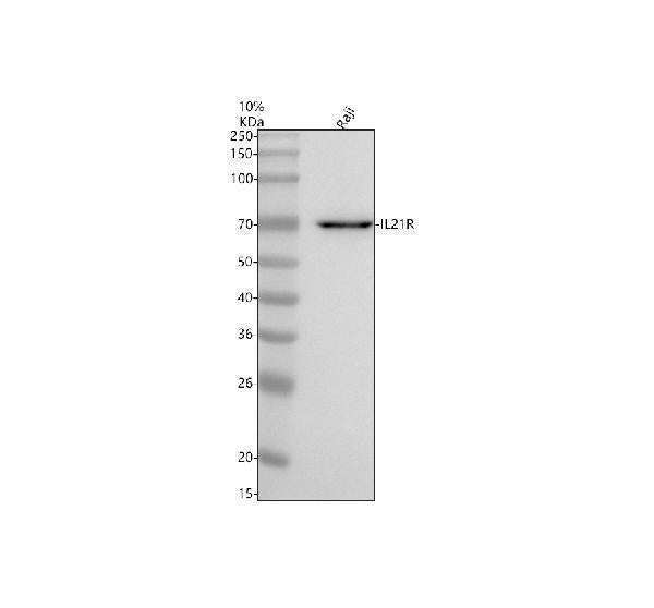 Anti-IL21R Antibody Picoband®