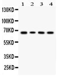 Anti-LBP Antibody Picoband®