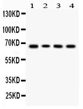 Anti-LBP Antibody Picoband®