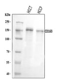 Anti-CD163 Antibody Picoband®