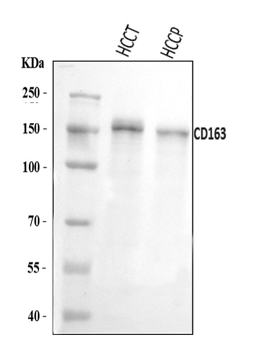 Anti-CD163 Antibody Picoband®