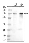 Anti-CD163 Antibody Picoband®