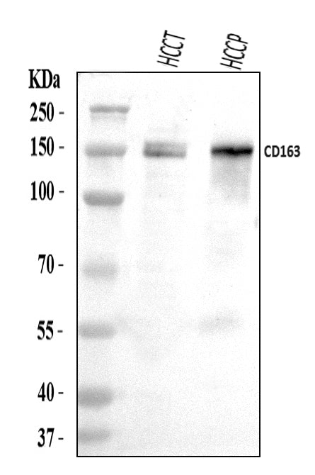 Anti-CD163 Antibody Picoband®
